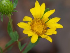 Grindelia arizonica