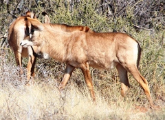 Hippotragus equinus equinus