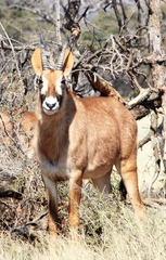 Hippotragus equinus equinus