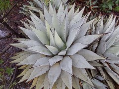 Agave parryi parryi