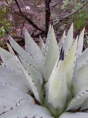 Agave parryi parryi