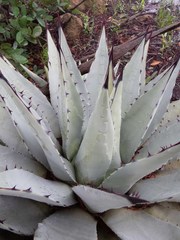 Agave parryi parryi