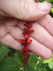 Salvia confertiflora