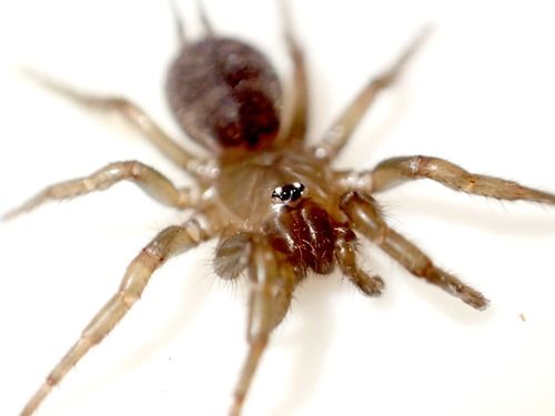 Hexathelidae