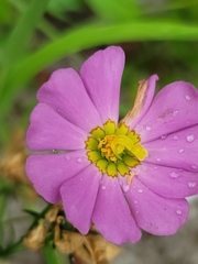 Sabatia kennedyana