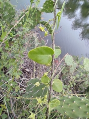 Metastelma barbigerum