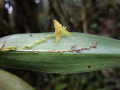 Lepanthes tachirensis