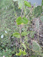 Metastelma barbigerum