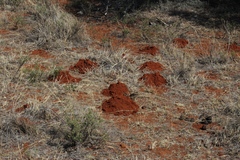 Cryptomys hottentotus