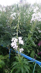 Chamaenerion angustifolium