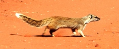 Cynictis penicillata penicillata