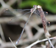 Chlorolestes tessellatus