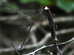 Chlorolestes tessellatus