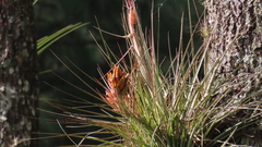 Tillandsia rotundata