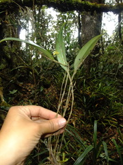 Lepanthes tachirensis