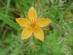 Mentzelia isolata