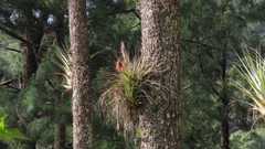 Tillandsia rotundata