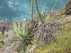 Agave colimana