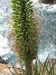 Agave colimana