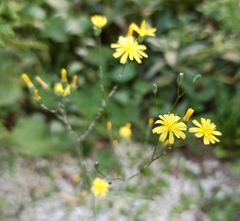 Lapsana communis