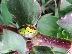 Chiridopsis marginata