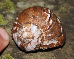 Natalina