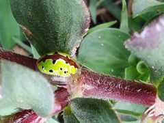 Chiridopsis marginata
