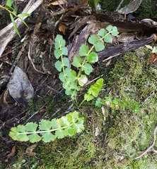 Gingidia enysii peninsulare