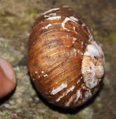 Natalina