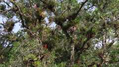 Tillandsia lampropoda