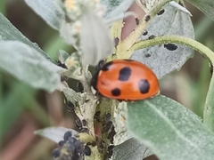 Coccinella magnifica