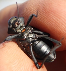 Somaticus aeneus