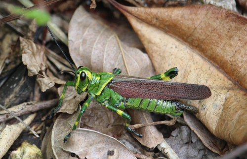 Chromacris miles
