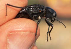 Somaticus aeneus