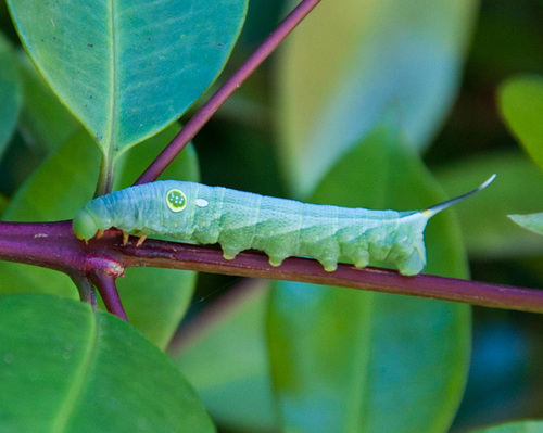 Common Striped Hawkmoth