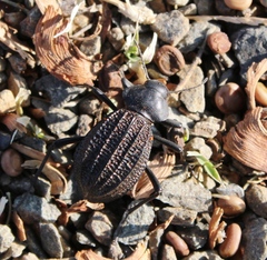 Somaticus aeneus
