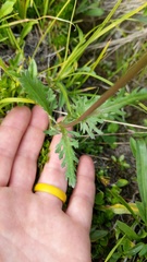 Packera pauciflora
