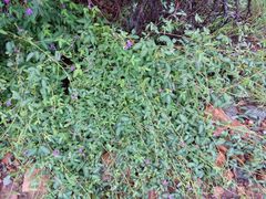 Desmodium batocaulon