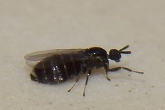 Diptera