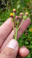 Packera pauciflora