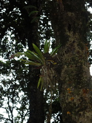 Tillandsia biflora