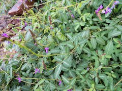 Desmodium batocaulon