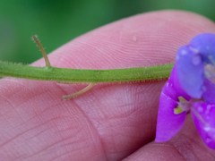 Desmodium batocaulon