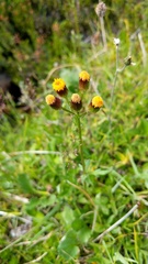 Packera pauciflora