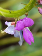 Desmodium batocaulon