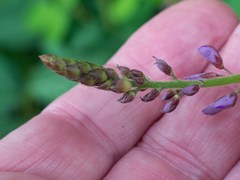 Desmodium batocaulon