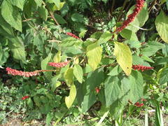 Salvia confertiflora