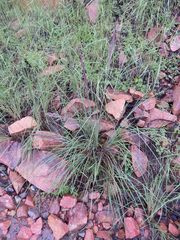 Muhlenbergia emersleyi