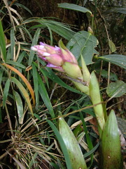 Tillandsia biflora