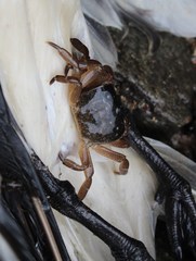 Cyclograpsus punctatus